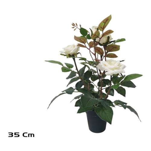 Roseira