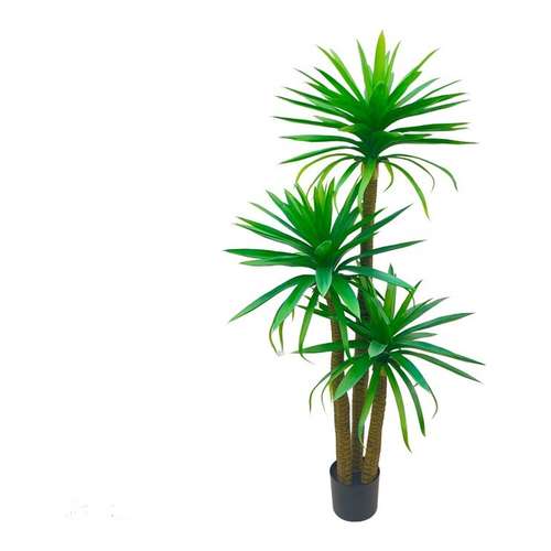 Árvore Yucca