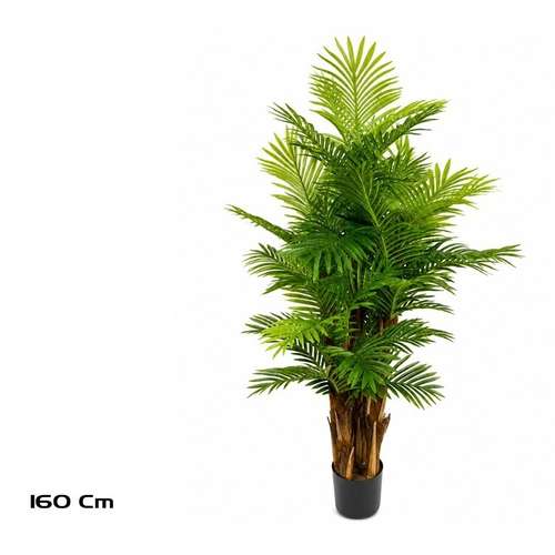 Palma Areca