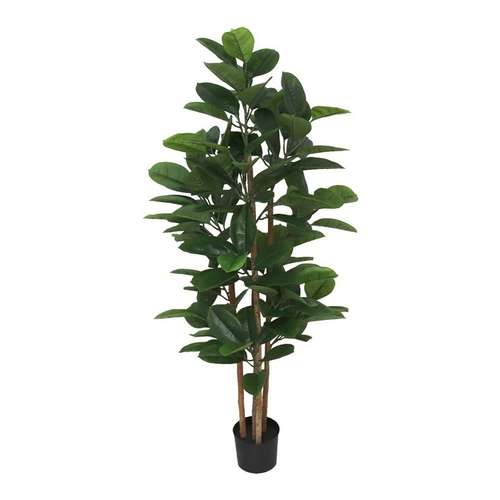 Ficus Lyrata