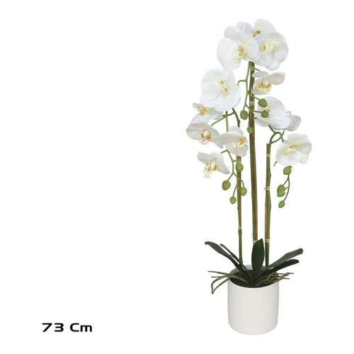 Orquídea em Vaso