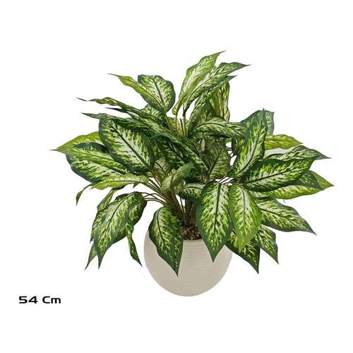 Dieffenbachia