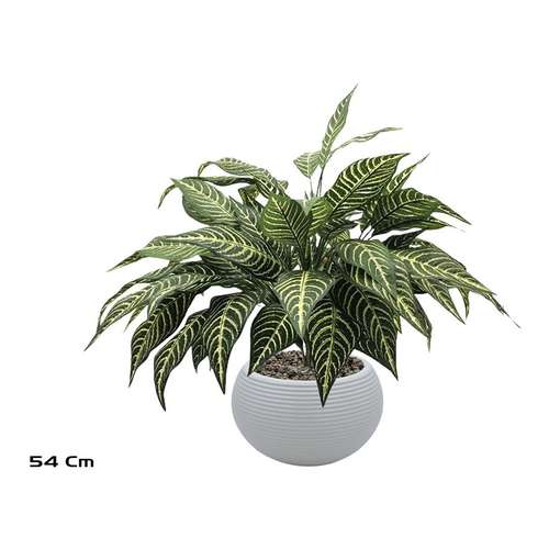 C · 54 cm