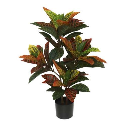 Croton