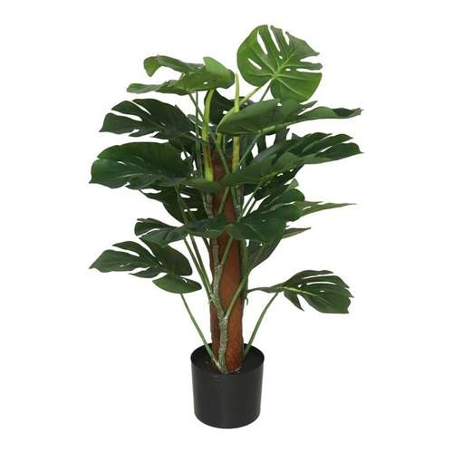 Monstera