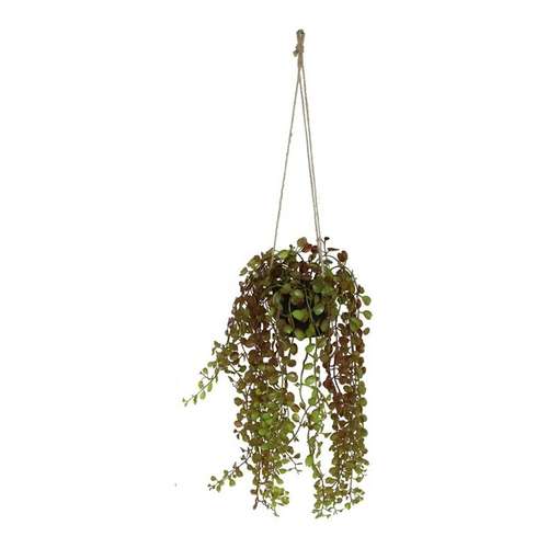Silvestre Castanho · 76 cm