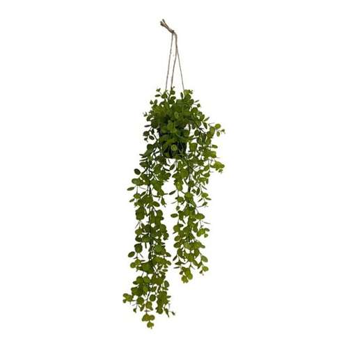 Eucalipto Claro · 90 cm