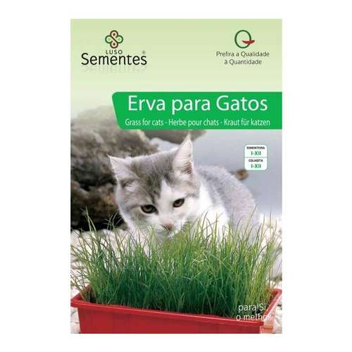 Erva para gatos