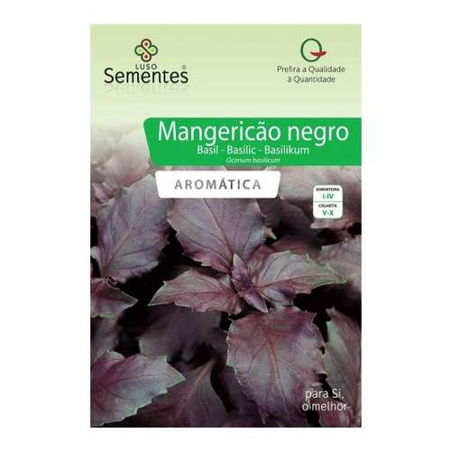 Manjericão roxo
