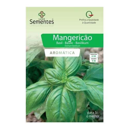 Manjericão verde