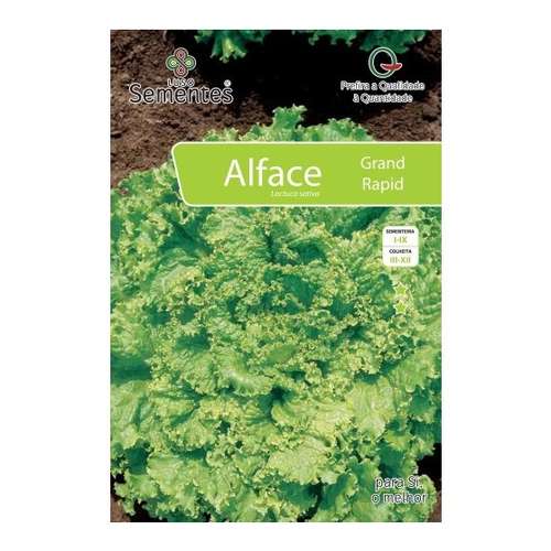 Alface gran rapids