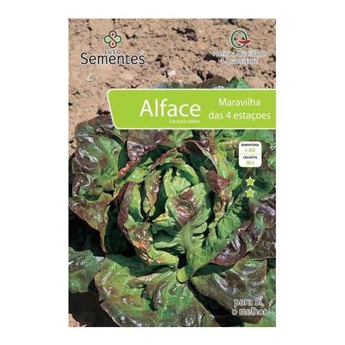Alface maravilha das 4 estações