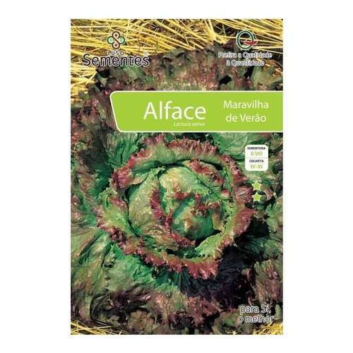 Alface maravilha de verão