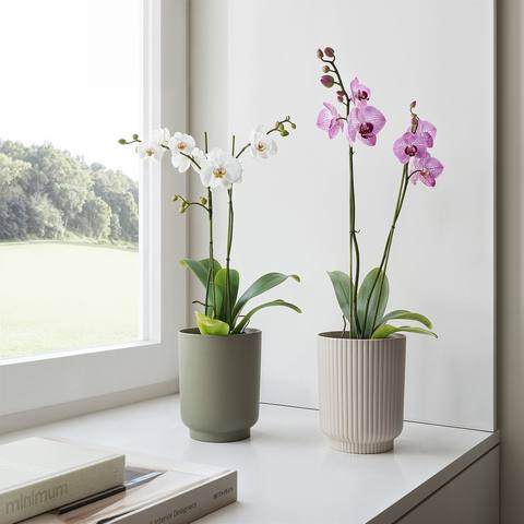 Vaso Miami Orquídea